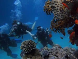 Vacation Hawaii Rentals Diving