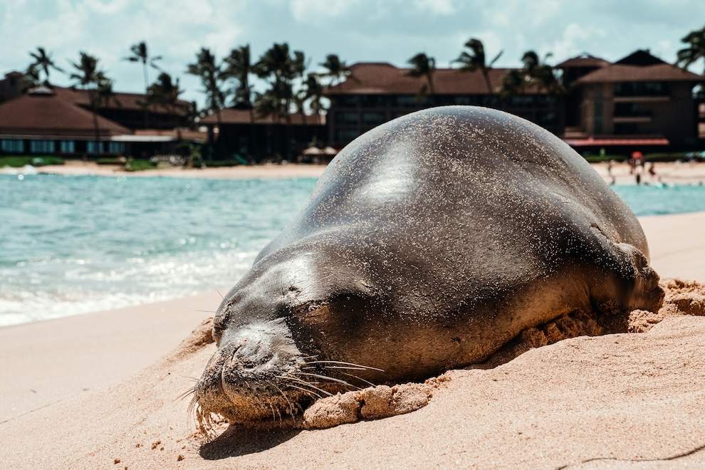 Monk Seal Hawaiian Monk Seal