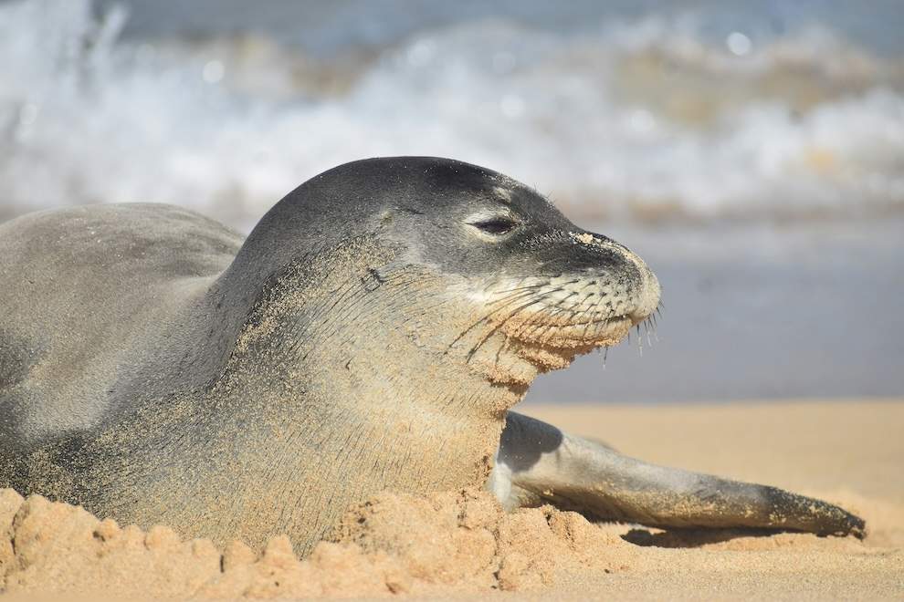 The Hawaiian Monk Seal